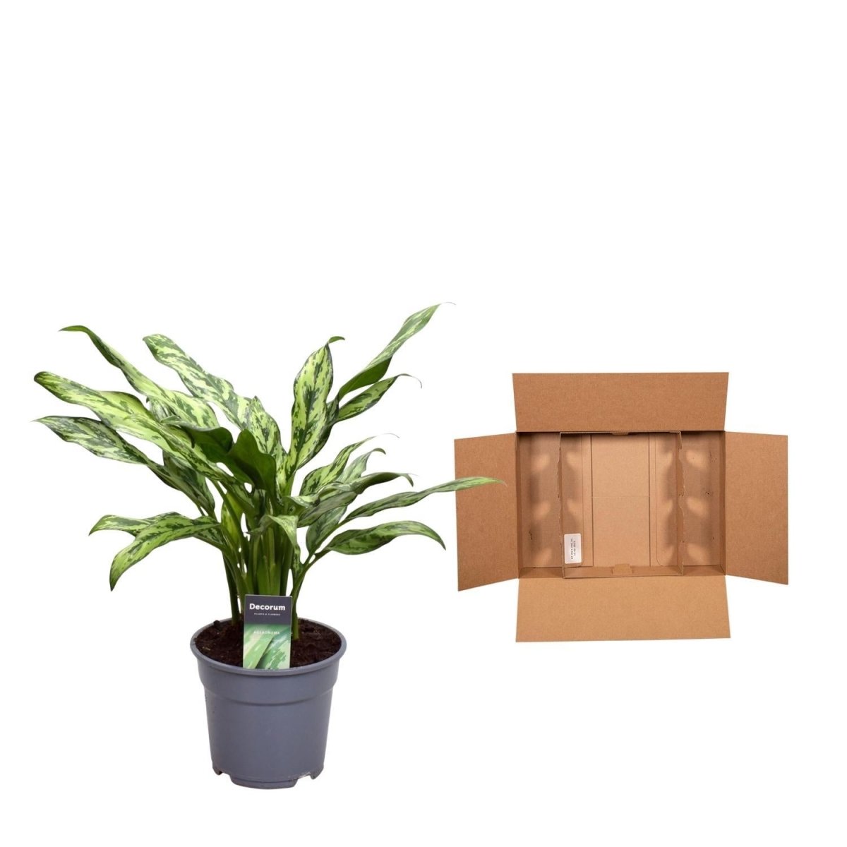 Aglaonema Juliette 5 - LushLeaf | Online planten bestellen