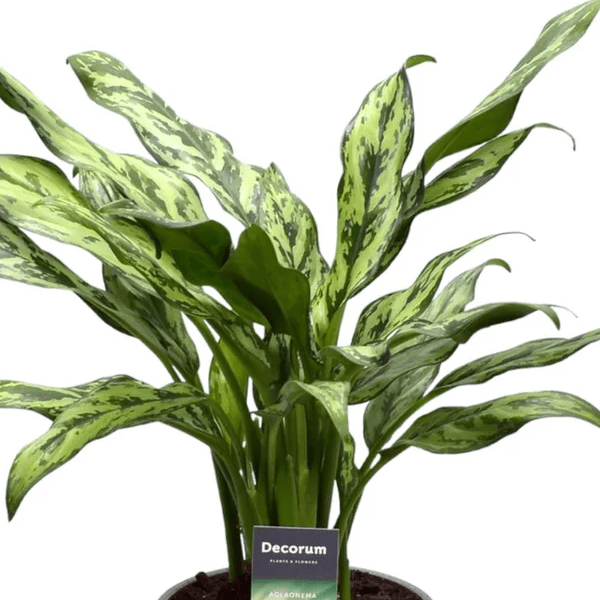 Aglaonema Juliette 2 - LushLeaf | Online planten bestellen