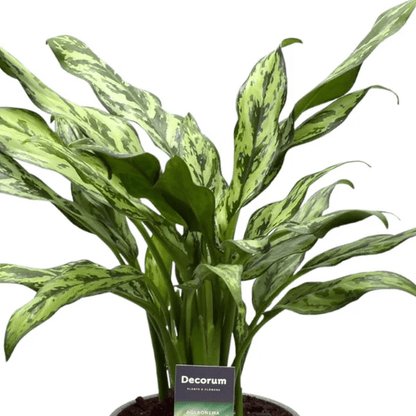 Aglaonema Juliette 2 - LushLeaf | Online planten bestellen