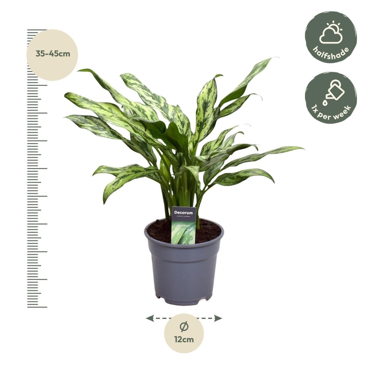 Aglaonema Juliette 4 - LushLeaf | Online planten bestellen