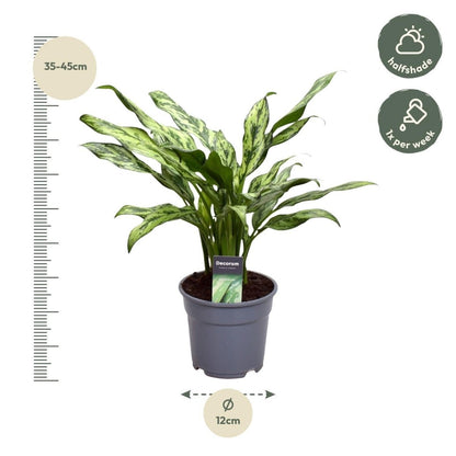 Aglaonema Juliette 4 - LushLeaf | Online planten bestellen