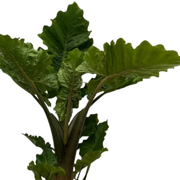 Alocasia Low Raider 2 - LushLeaf | Online planten bestellen