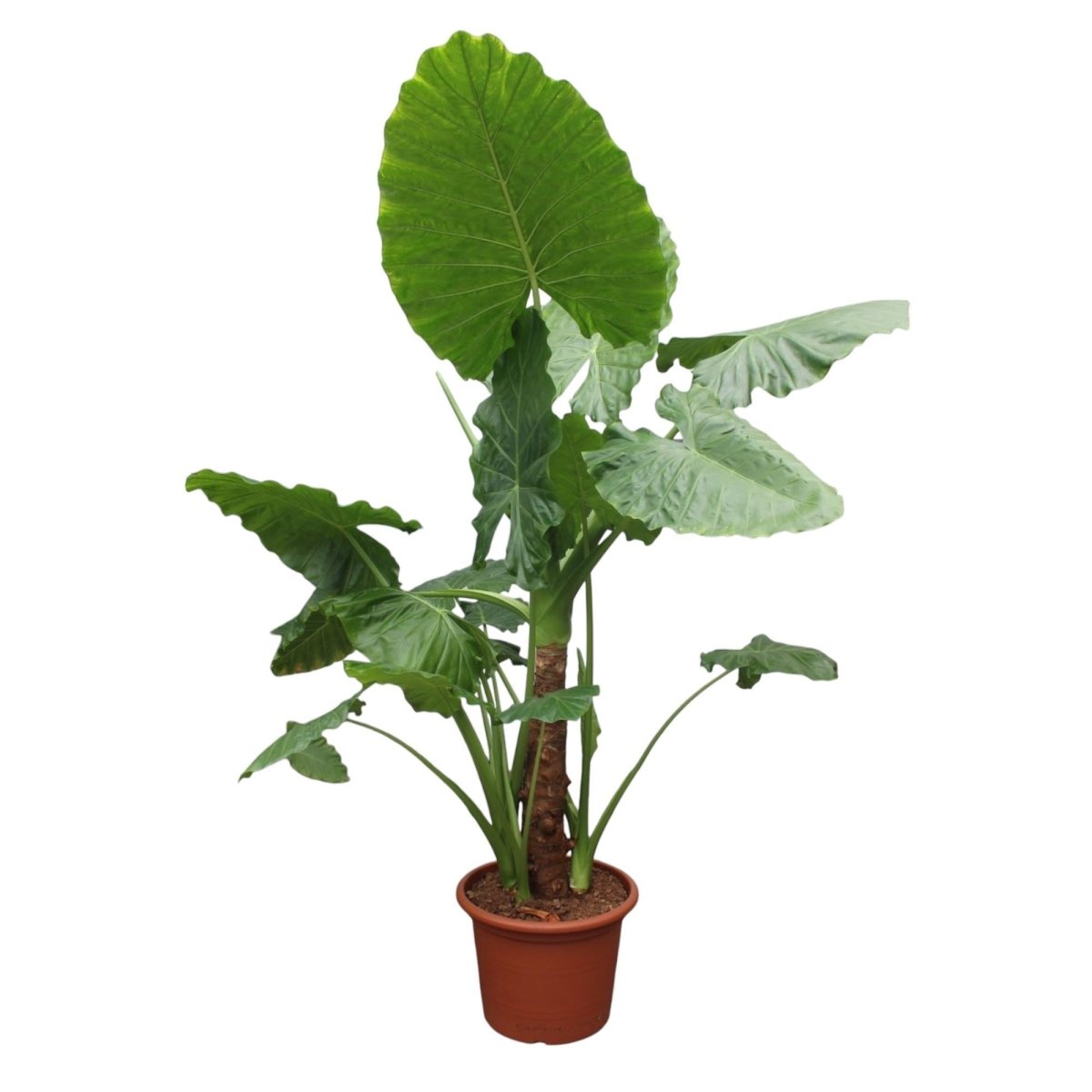 Alocasia Macrorrhiza 3 - LushLeaf | Online planten bestellen