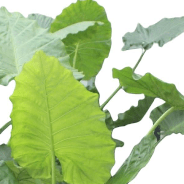 Alocasia Macrorrhiza 2 - LushLeaf | Online planten bestellen
