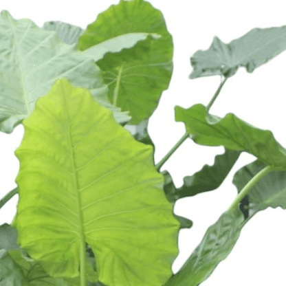 Alocasia Macrorrhiza 2 - LushLeaf | Online planten bestellen
