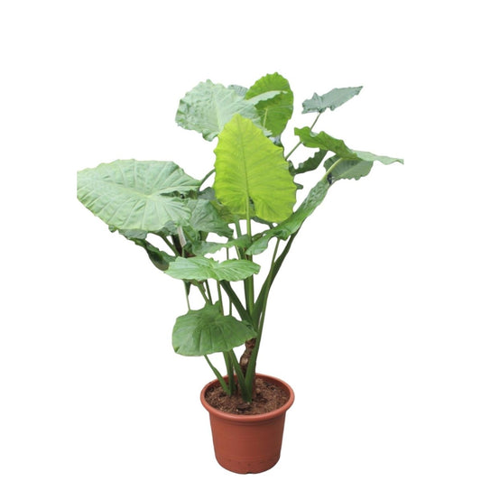 Alocasia Macrorrhiza 1 - LushLeaf | Online planten bestellen