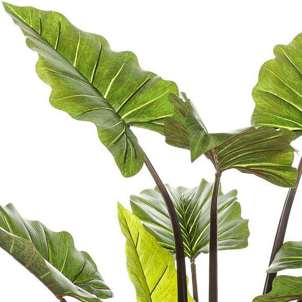 Alocasia Pink China - Olifantsoor | Kunstplant 2 - LushLeaf | Online planten bestellen