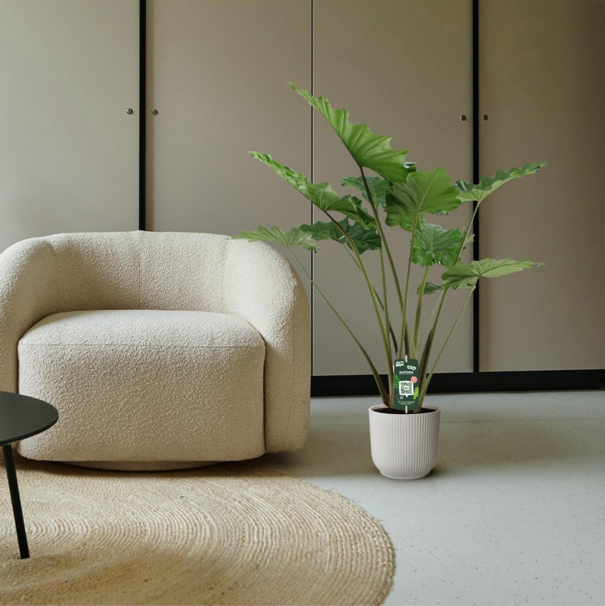 Alocasia Portodora 3 - LushLeaf | Online planten bestellen