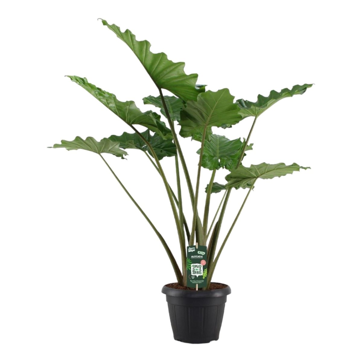 Alocasia Portodora 1 - LushLeaf | Online planten bestellen