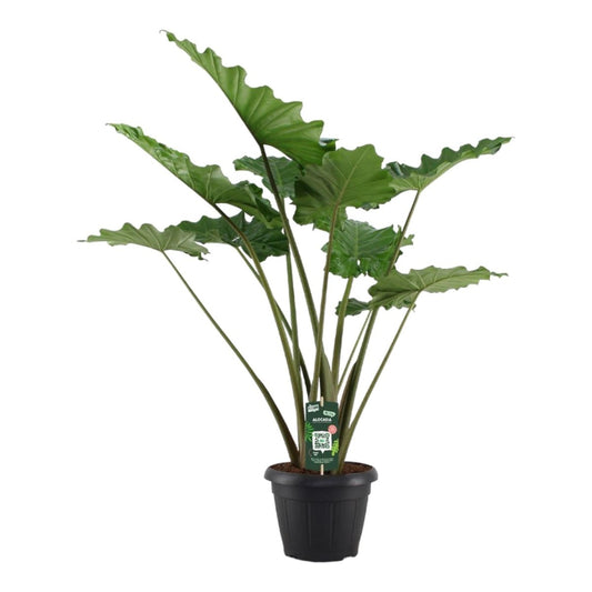 Alocasia Portodora 1 - LushLeaf | Online planten bestellen