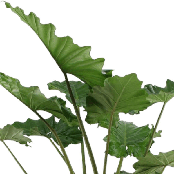 Alocasia Portodora 2 - LushLeaf | Online planten bestellen