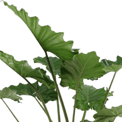 Alocasia Portodora 2 - LushLeaf | Online planten bestellen