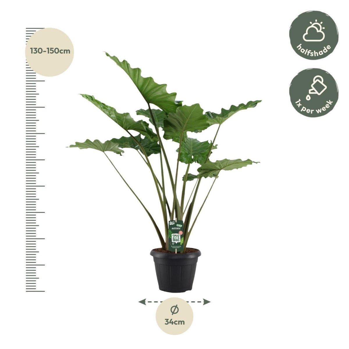 Alocasia Portodora 4 - LushLeaf | Online planten bestellen