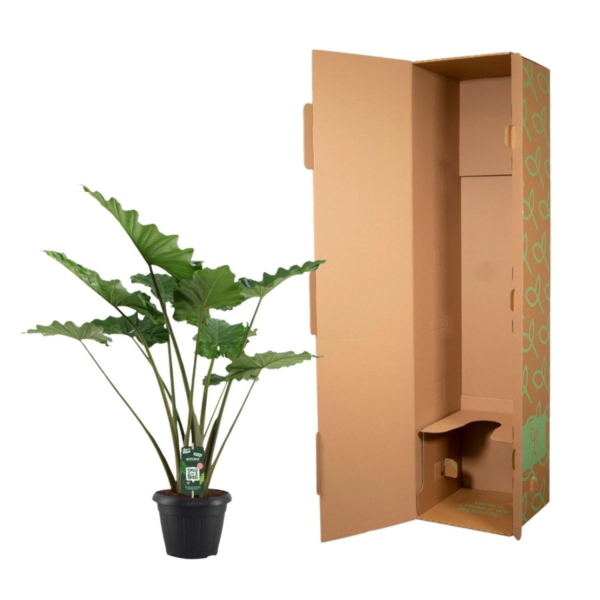 Alocasia Portodora 5 - LushLeaf | Online planten bestellen