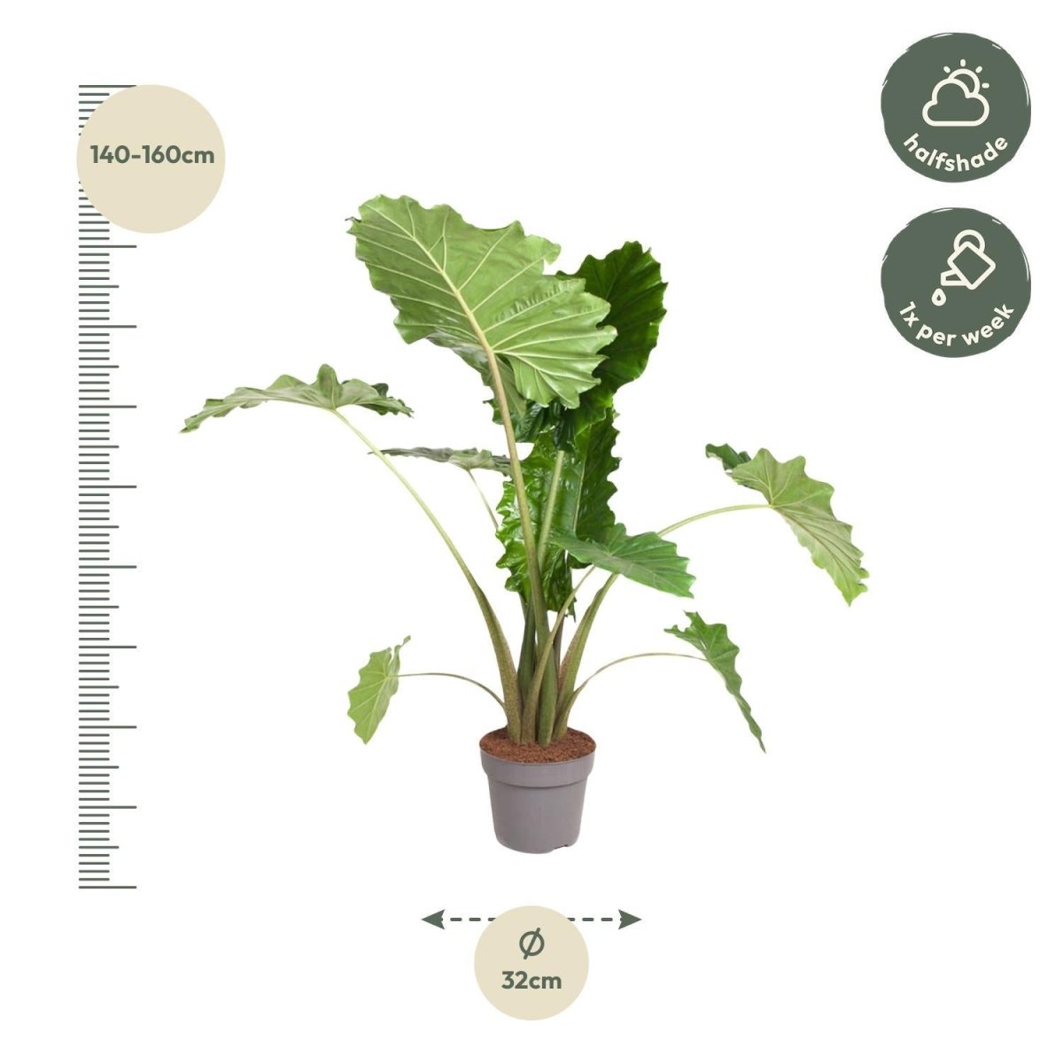 Alocasia Portodora | XL 4 - LushLeaf | Online planten bestellen
