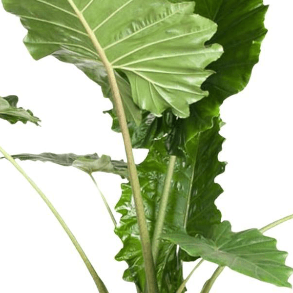 Alocasia Portodora | XL 2 - LushLeaf | Online planten bestellen
