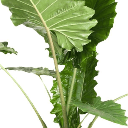 Alocasia Portodora | XL 2 - LushLeaf | Online planten bestellen