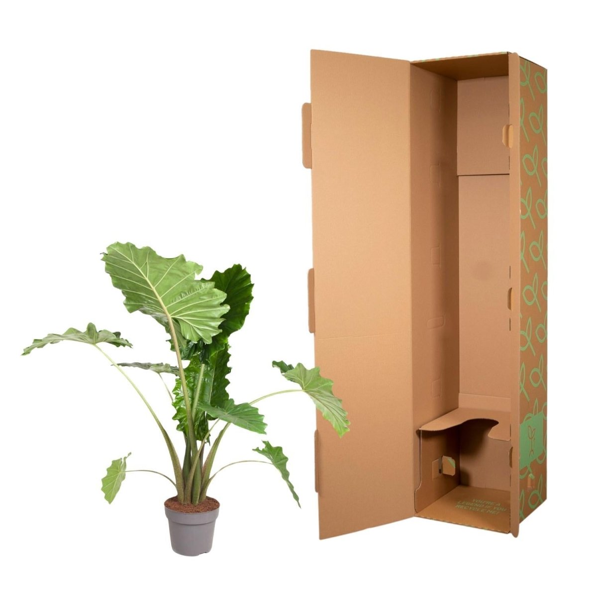 Alocasia Portodora | XL 5 - LushLeaf | Online planten bestellen