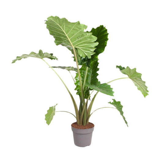 Alocasia Portodora | XL 1 - LushLeaf | Online planten bestellen