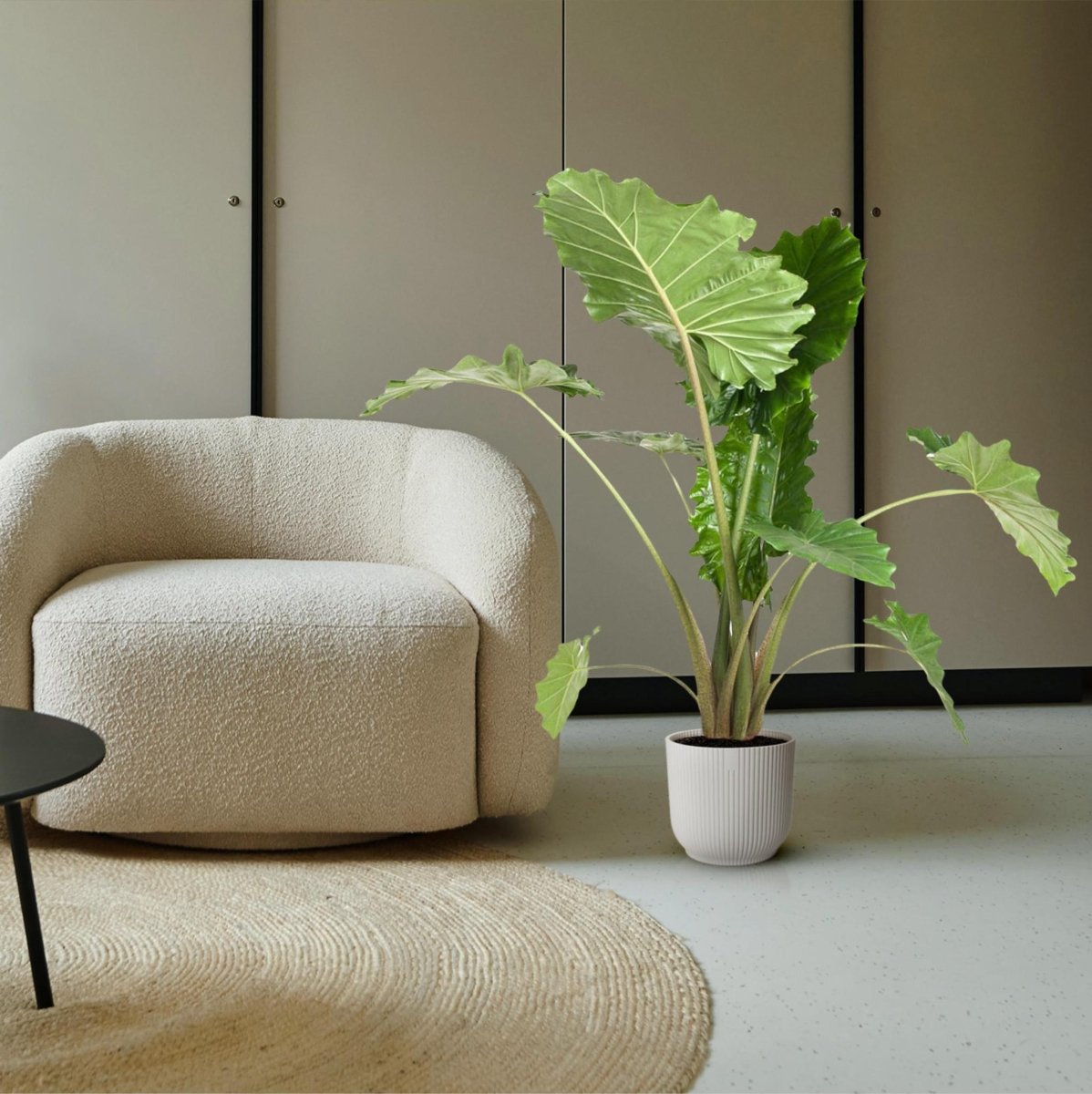 Alocasia Portodora | XL 3 - LushLeaf | Online planten bestellen