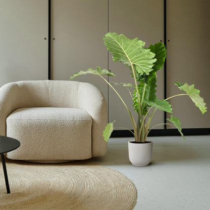 Alocasia Portodora | XL 3 - LushLeaf | Online planten bestellen