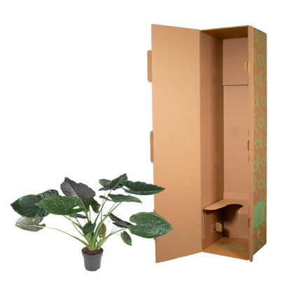 Alocasia Wentii 5 - LushLeaf | Online planten bestellen
