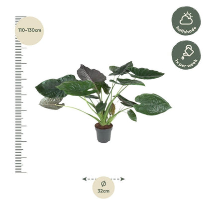Alocasia Wentii 4 - LushLeaf | Online planten bestellen