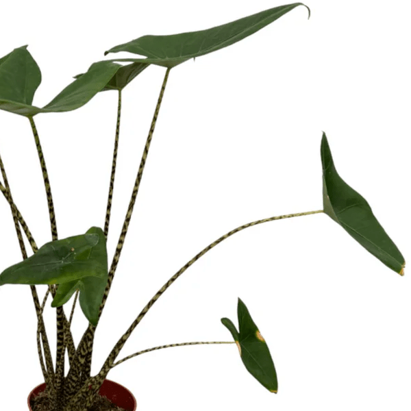 Alocasia Zebrina 2 - LushLeaf | Online planten bestellen