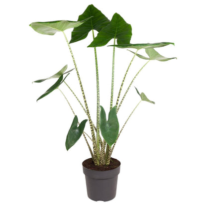 Alocasia Zebrina 3 - LushLeaf | Online planten bestellen