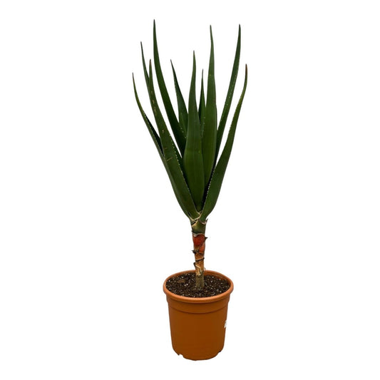 Aloë Barberae 1 - LushLeaf | Online planten bestellen