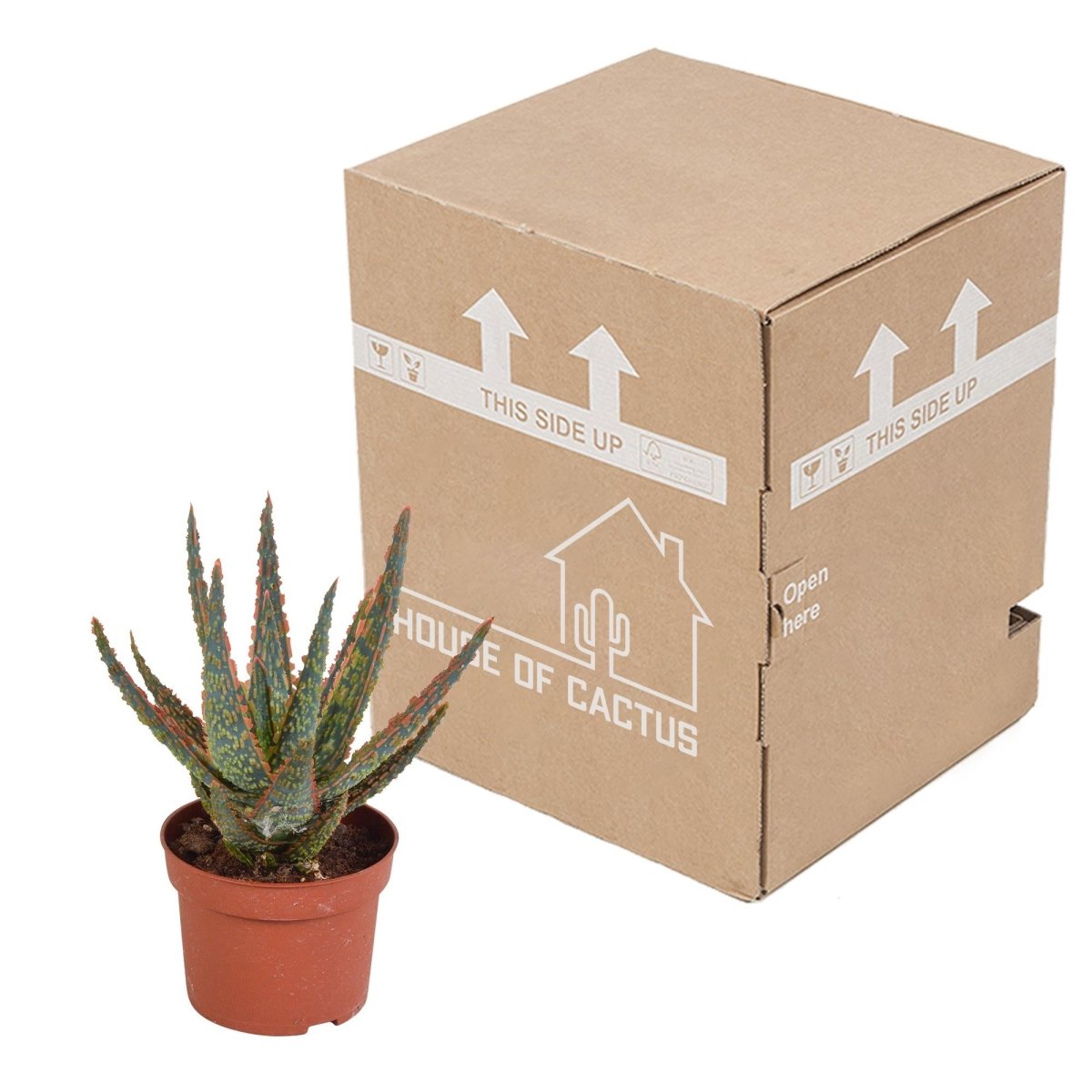 Aloë zebrina Dannyz 3 - LushLeaf | Online planten bestellen