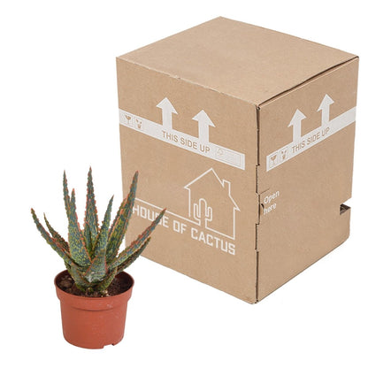 Aloë zebrina Dannyz 3 - LushLeaf | Online planten bestellen