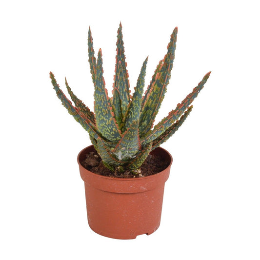 Aloë zebrina Dannyz 1 - LushLeaf | Online planten bestellen