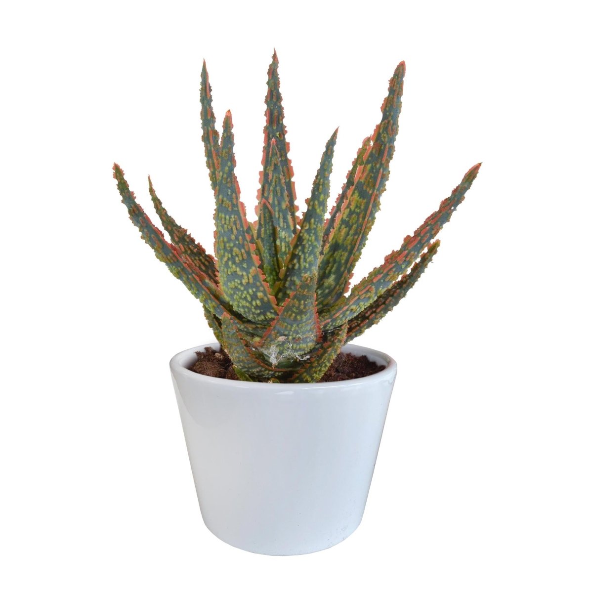 Aloë zebrina Dannyz 4 - LushLeaf | Online planten bestellen