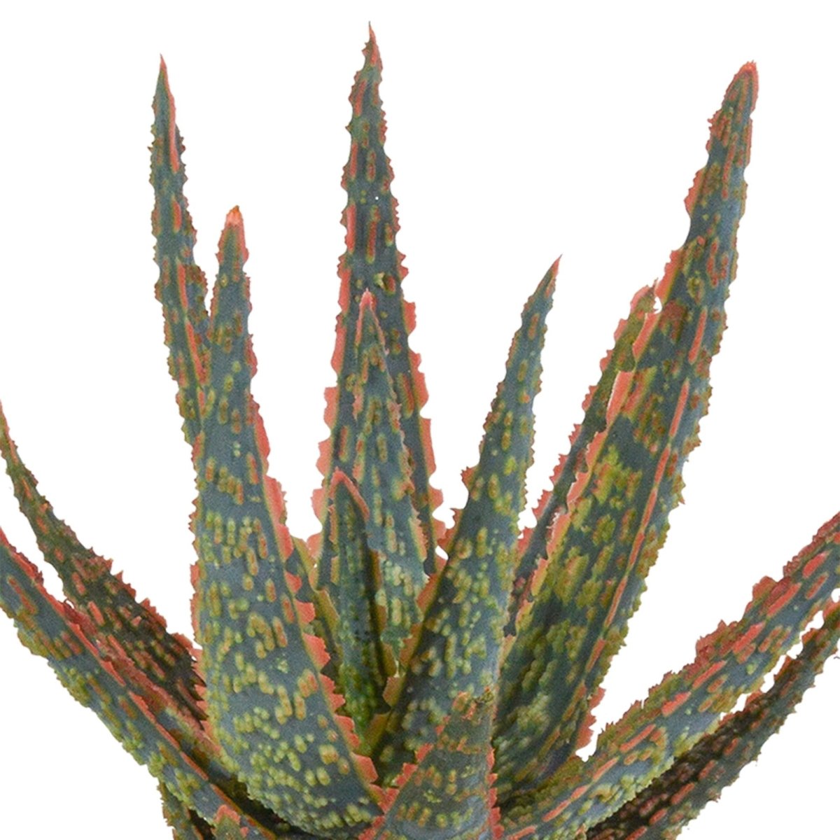 Aloë zebrina Dannyz 2 - LushLeaf | Online planten bestellen