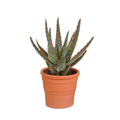 Aloë zebrina Dannyz 5 - LushLeaf | Online planten bestellen
