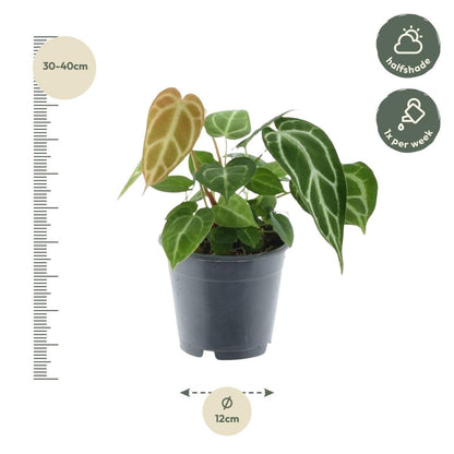 Anthurium Chrystallium 4 - LushLeaf | Online planten bestellen