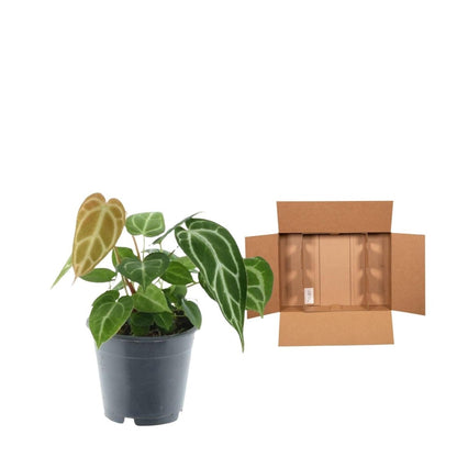 Anthurium Chrystallium 5 - LushLeaf | Online planten bestellen