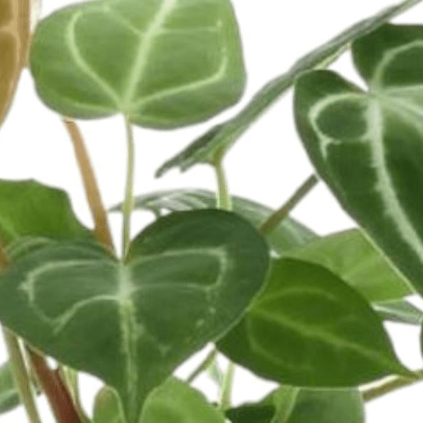 Anthurium Chrystallium 2 - LushLeaf | Online planten bestellen
