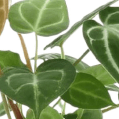Anthurium Chrystallium 2 - LushLeaf | Online planten bestellen
