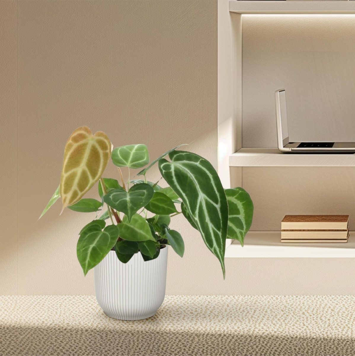 Anthurium Chrystallium 3 - LushLeaf | Online planten bestellen