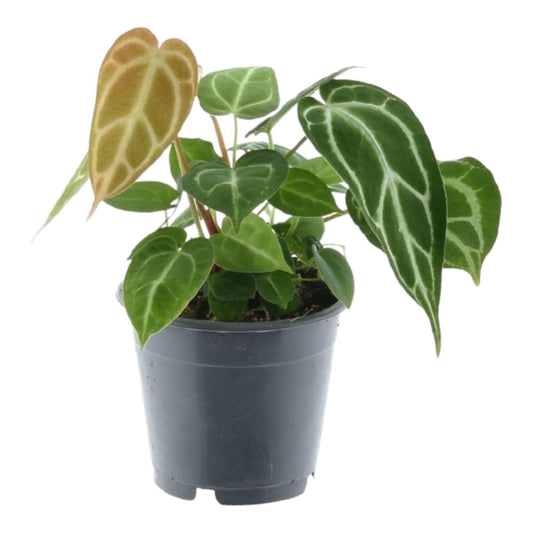 Anthurium Chrystallium 1 - LushLeaf | Online planten bestellen