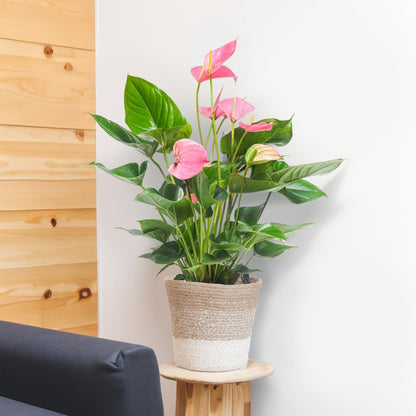 Anthurium Pink explosion met pot 4 - LushLeaf | Online planten bestellen