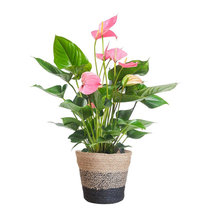 Anthurium Pink explosion met pot 5 - LushLeaf | Online planten bestellen