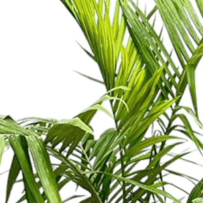 Archontophoenix Alexandrae 2 - LushLeaf | Online planten bestellen