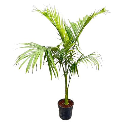 Archontophoenix Alexandrae 1 - LushLeaf | Online planten bestellen