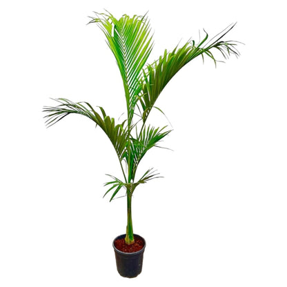 Archontophoenix Alexandrae 3 - LushLeaf | Online planten bestellen