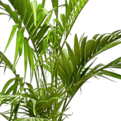 Archontophoenix Alexandrae Grupo meerstammig 2 - LushLeaf | Online planten bestellen