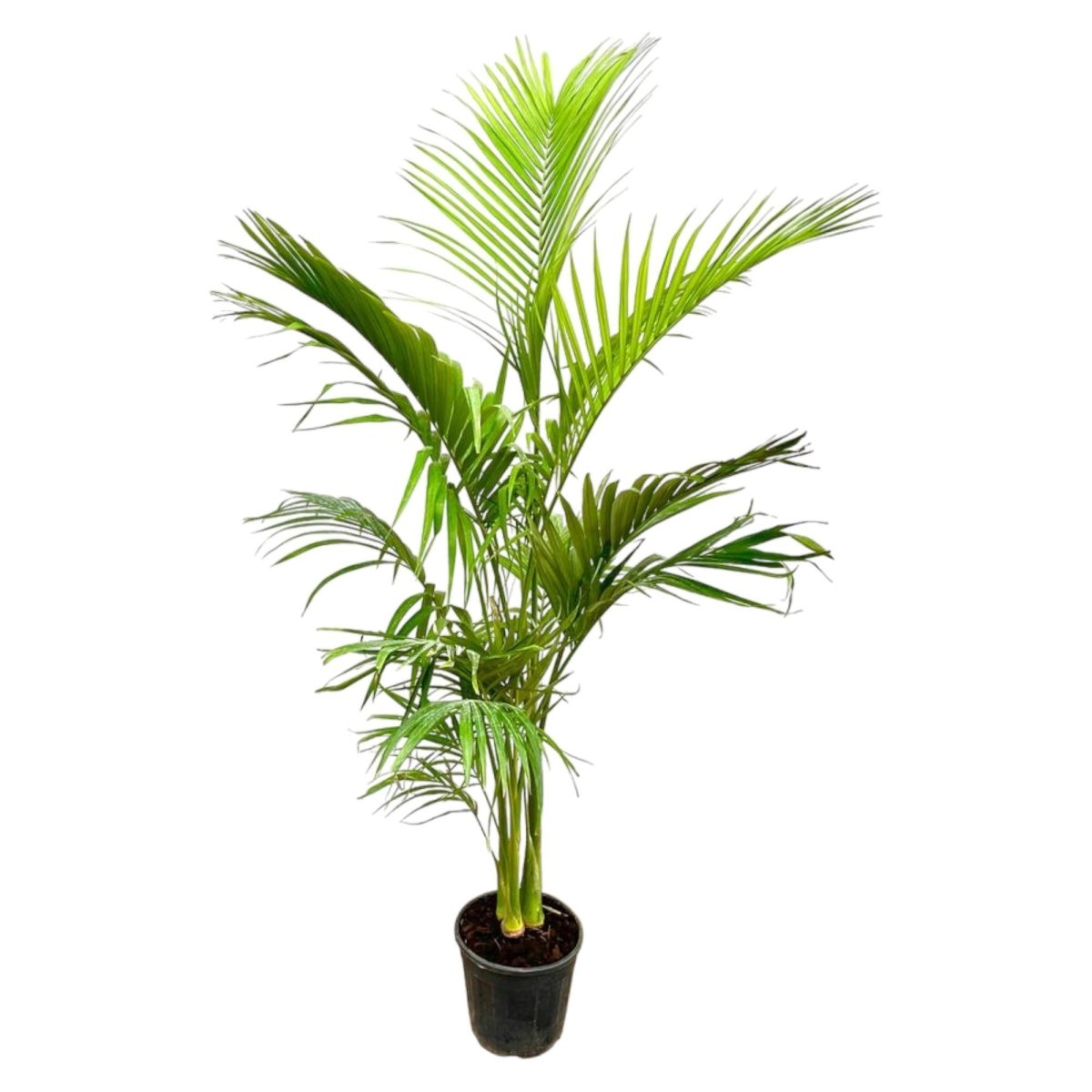 Archontophoenix Alexandrae Grupo meerstammig 1 - LushLeaf | Online planten bestellen