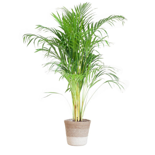 Areca Palm (Dypsis) met pot 1 - LushLeaf | Online planten bestellen